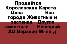 Продаётся!     Королевская Карета › Цена ­ 300 000 - Все города Животные и растения » Другие животные   . Ненецкий АО,Верхняя Мгла д.